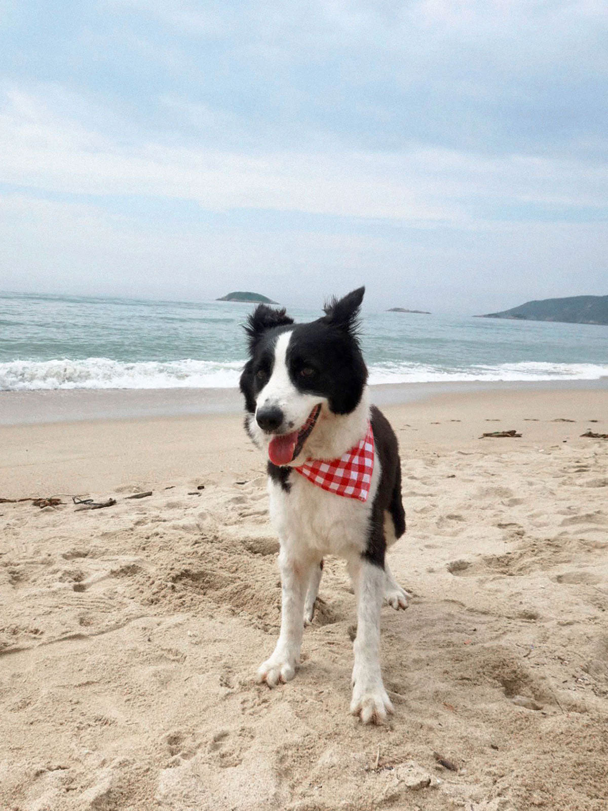 SpiArt Cotton Triangle Scarf for Pets