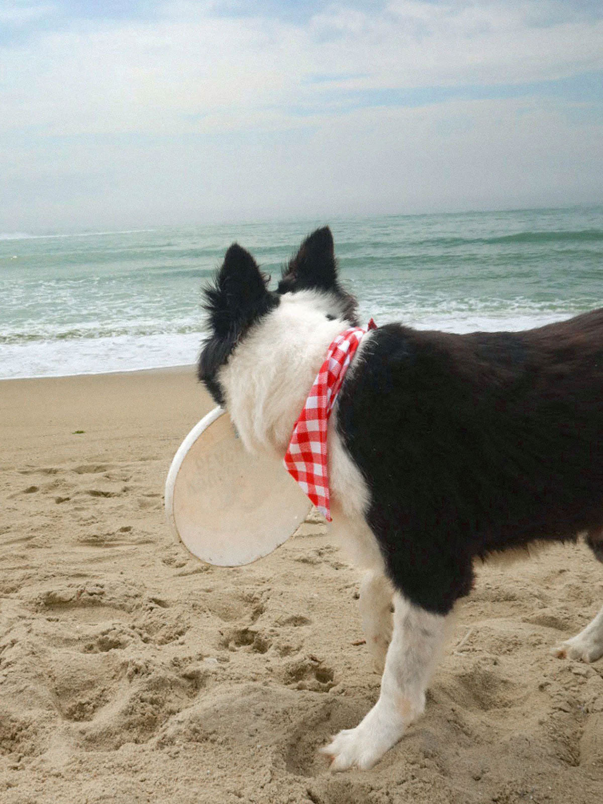 SpiArt Cotton Triangle Scarf for Pets