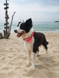 SpiArt Cotton Triangle Scarf for Pets